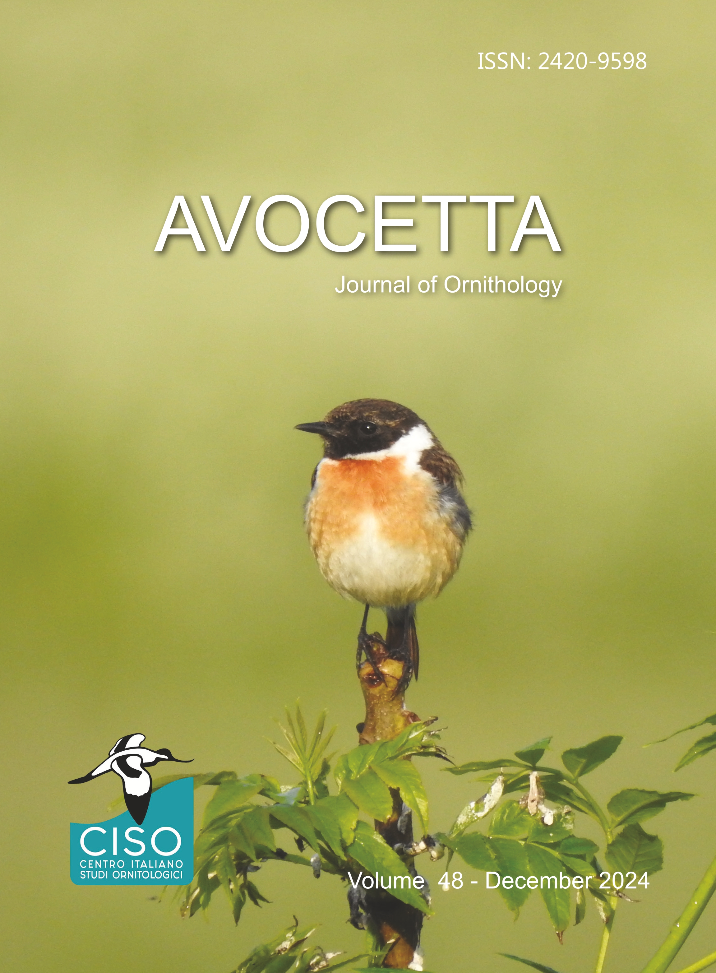 A Stonechat (Saxicola rubicola) perched on a tree