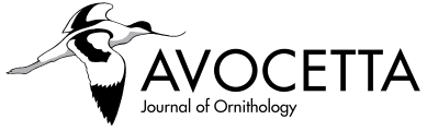 logo Avocetta