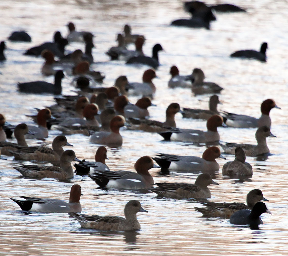 Flock of wintering waterbirds floating closely on a calm wetland surface.