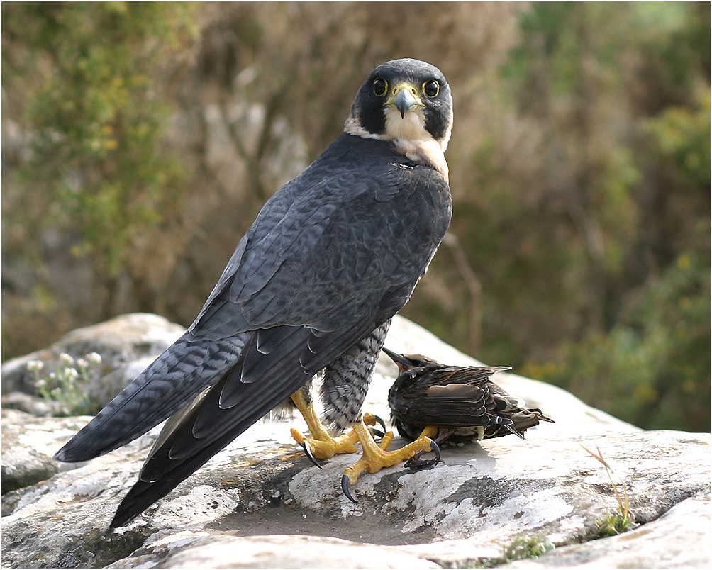 F. peregrinus